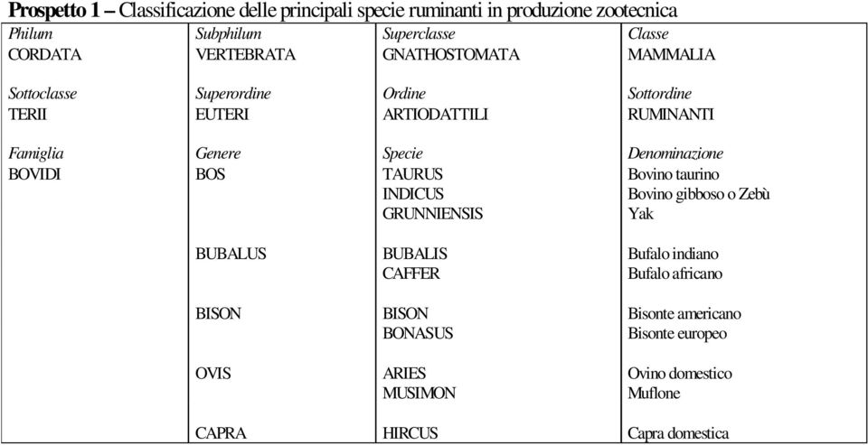 Denominazione BOVIDI BOS TAURUS Bovino taurino INDICUS Bovino gibboso o Zebù GRUNNIENSIS Yak BUBALUS BUBALIS Bufalo indiano CAFFER