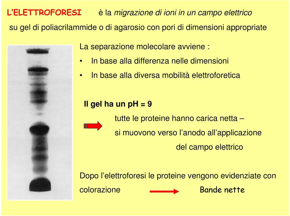 diversa mobilità elettroforetica Il gel ha un ph = 9 tutte le proteine hanno carica netta si muovono verso l anodo