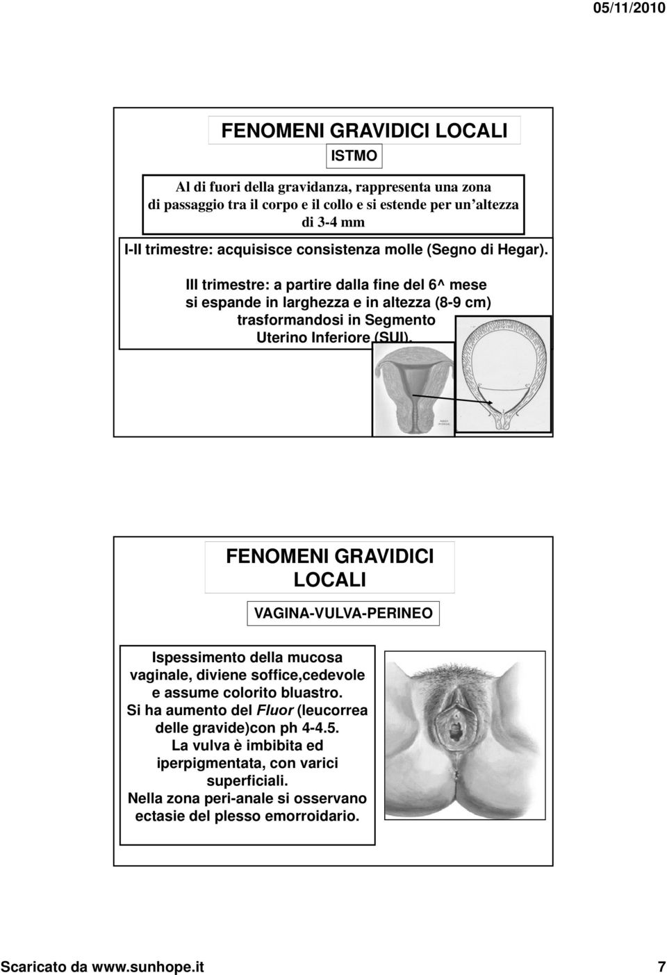 III trimestre: a partire dalla fine del 6^ mese si espande in larghezza e in altezza (8-9 cm) trasformandosi in Segmento Uterino Inferiore (SUI).