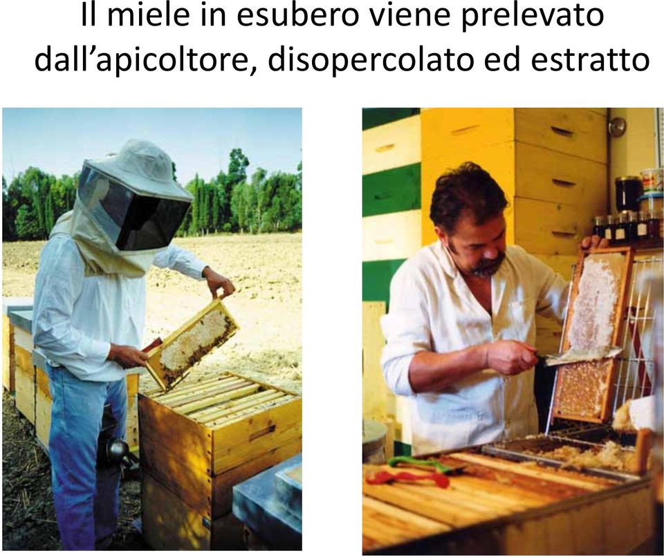 dall apicoltore,
