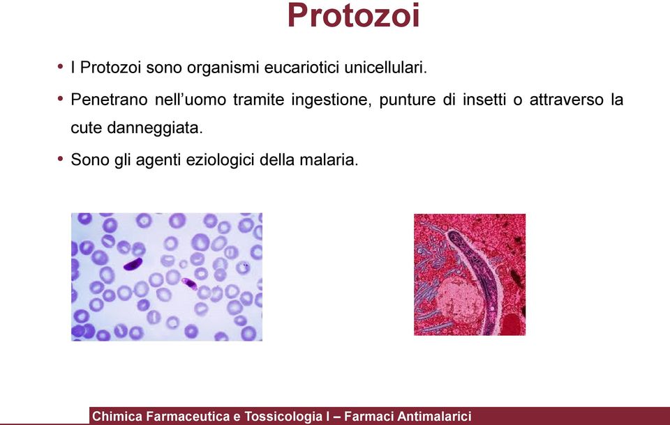 Penetrano nell uomo tramite ingestione, punture