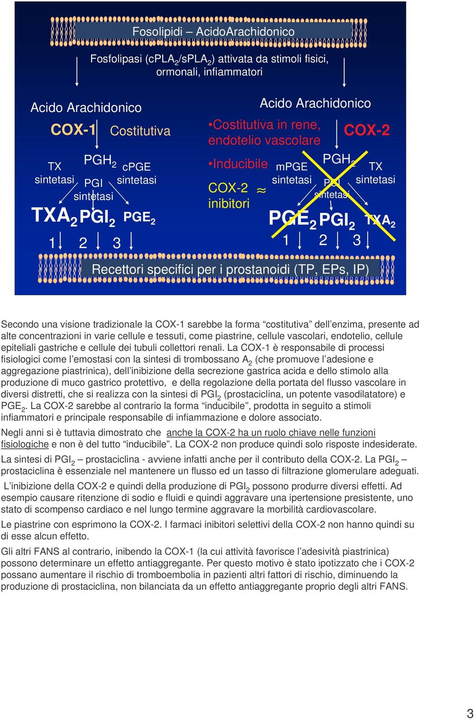 prostanoidi (TP, EPs, IP) TX sintetasi TXA 2 Secondo una visione tradizionale la CX-1 sarebbe la forma costitutiva dell enzima, presente ad alte concentrazioni in varie cellule e tessuti, come