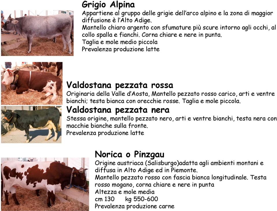 Taglia e mole medio piccola Prevalenza produzione latte Valdostana pezzata rossa Originaria della Valle d Aosta, Mantello pezzato rosso carico, arti e ventre bianchi; testa bianca con orecchie rosse.