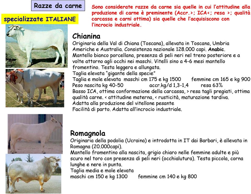 Chianina Originaria della Val di Chiana (Toscana), allevata in Toscana, Umbria Americhe e Australia. Consistenza nazionale 128.000 capi. Anabic.