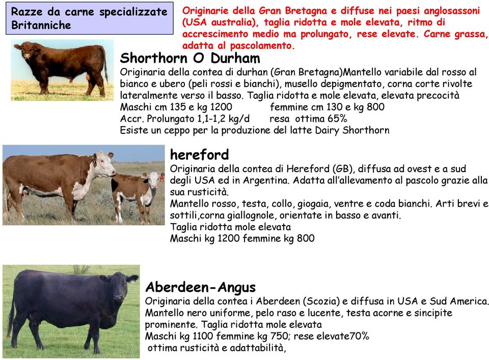 Shorthorn O Durham Originaria della contea di durhan (Gran Bretagna)Mantello variabile dal rosso al bianco e ubero (peli rossi e bianchi), musello depigmentato, corna corte rivolte lateralmente verso