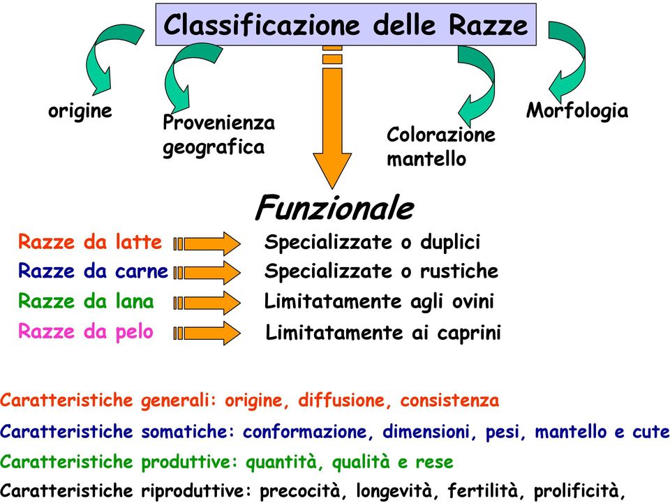 Caratteristiche generali: origine, diffusione, consistenza Caratteristiche somatiche: conformazione, dimensioni, pesi, mantello e