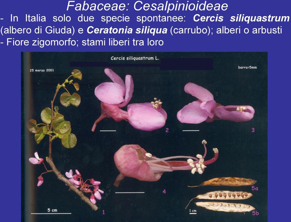 di Giuda) e Ceratonia siliqua (carrubo); alberi