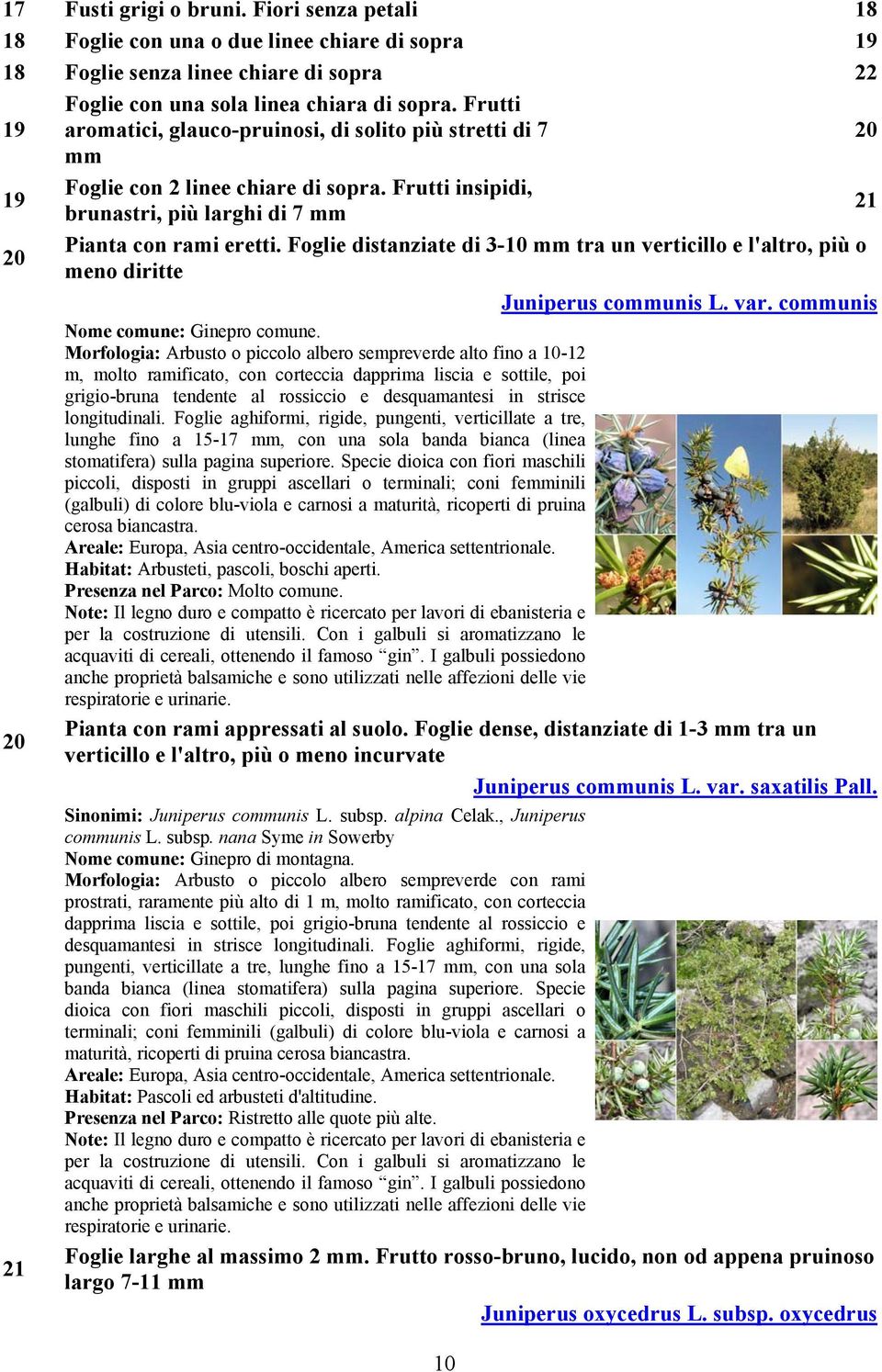 Foglie distanziate di 3-10 mm tra un verticillo e l'altro, più o 20 meno diritte Juniperus communis L. var. communis Nome comune: Ginepro comune.