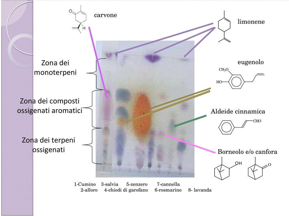 terpeni ossigenati Borneolo e/o canfora OH O 1-Cumino 3-salvia