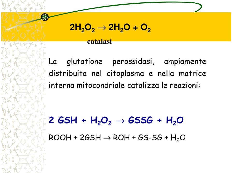 nella matrice interna mitocondriale catalizza le