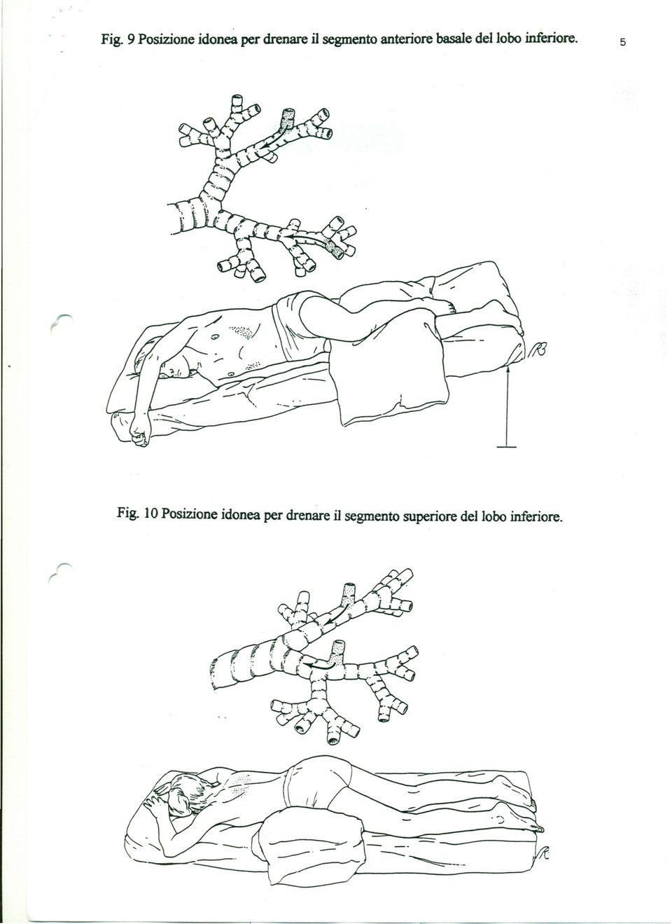 inferiore. 5 Fig.