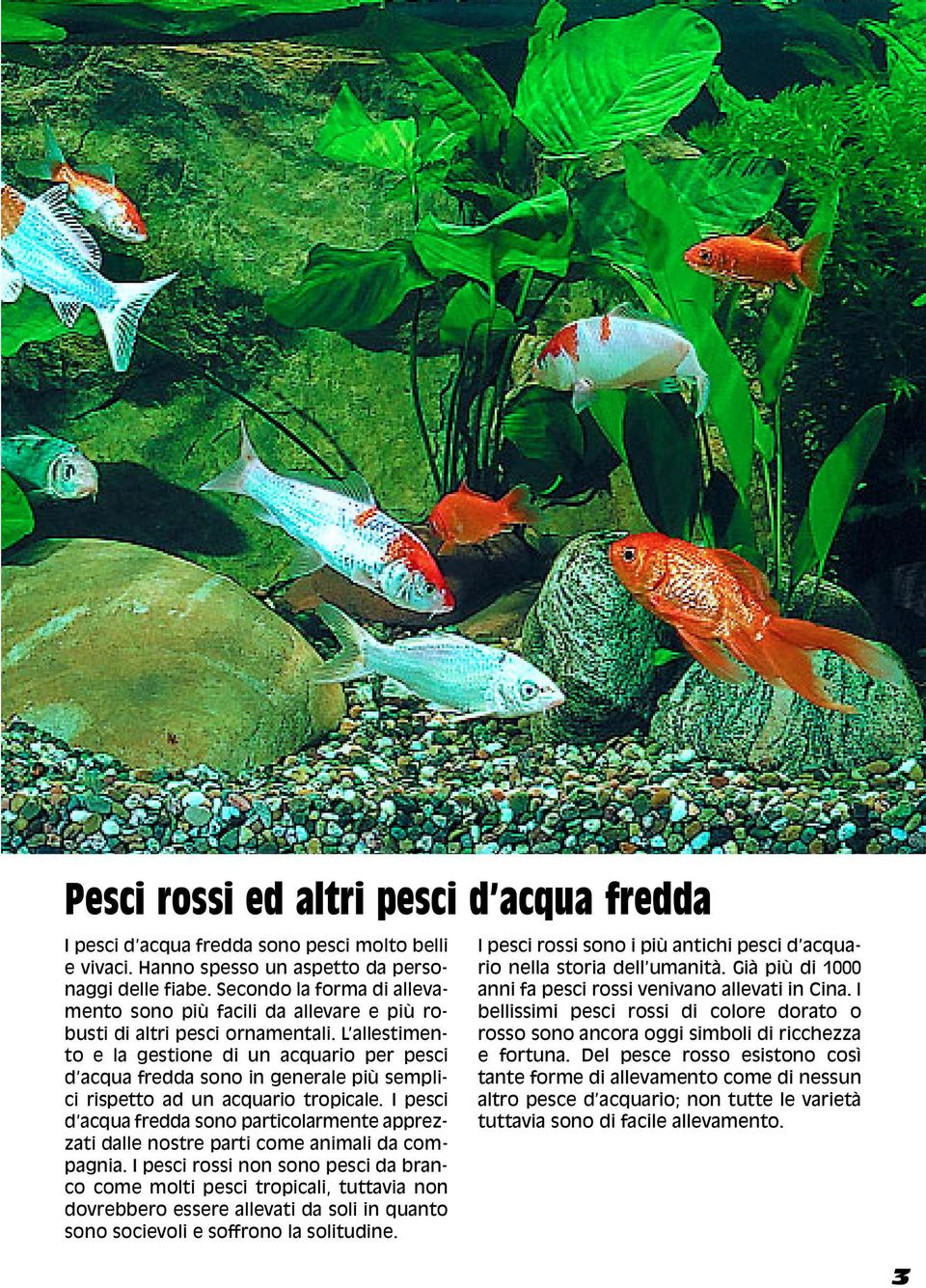 Guida 67 L Acquario Per Pesci Rossi Pesci Rossi Ed Altri