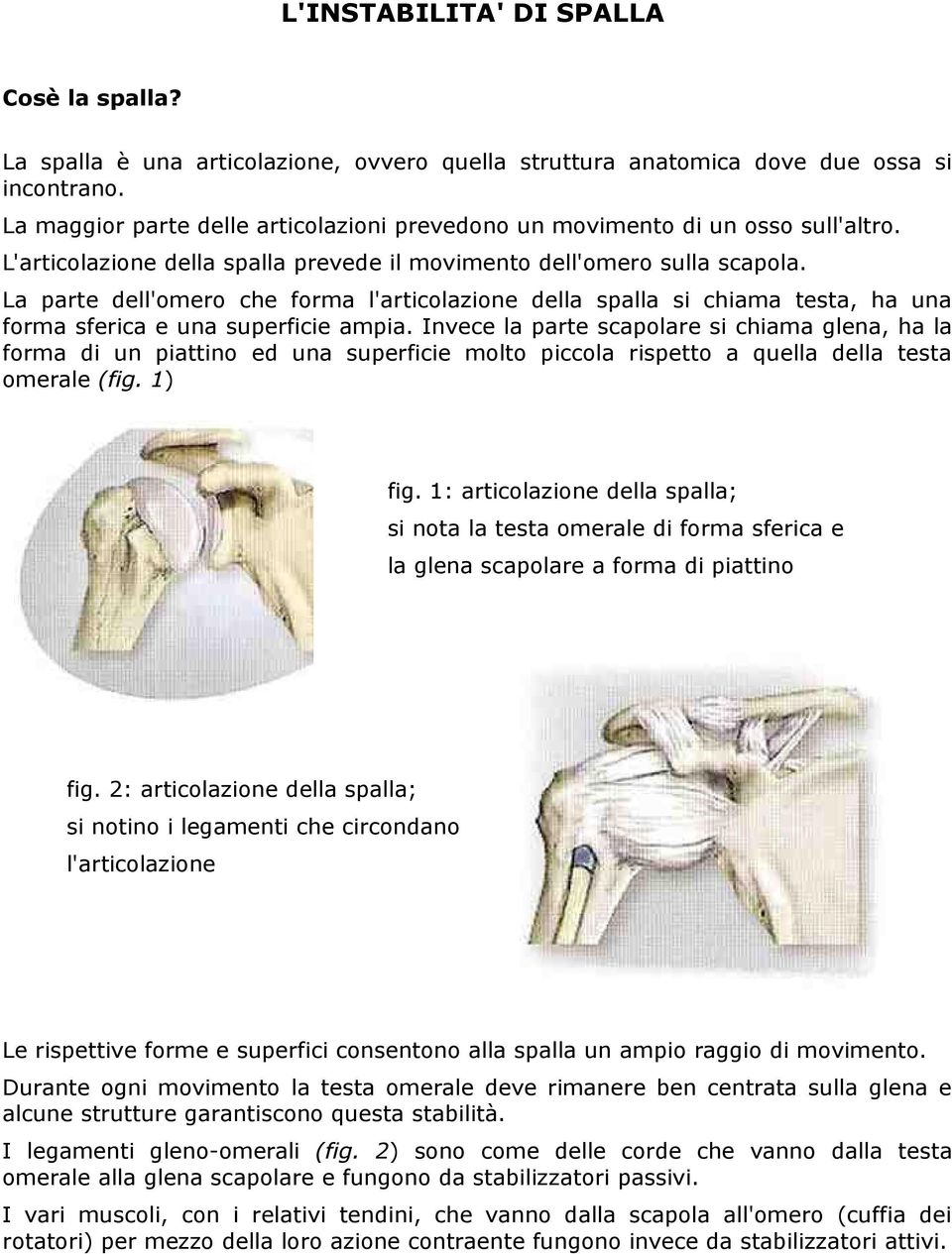 La parte dell'omero che forma l'articolazione della spalla si chiama testa, ha una forma sferica e una superficie ampia.