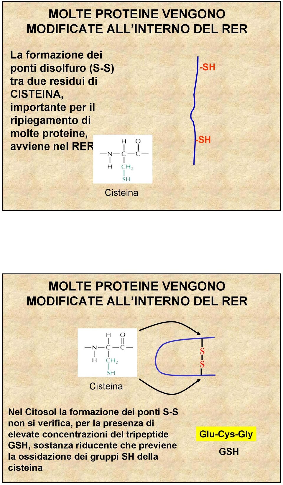 MODIFICATE ALL INTERNO DEL RER Cisteina S S Nel Citosol la formazione dei ponti S-S non si verifica, per la presenza di