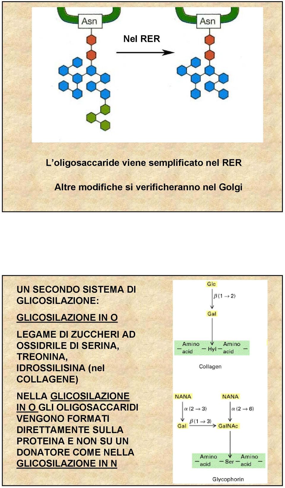 OSSIDRILE DI SERINA, TREONINA, IDROSSILISINA (nel COLLAGENE) NELLA GLICOSILAZIONE IN O GLI