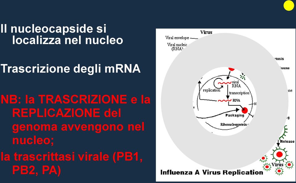 e la REPLICAZIONE del genoma avvengono nel