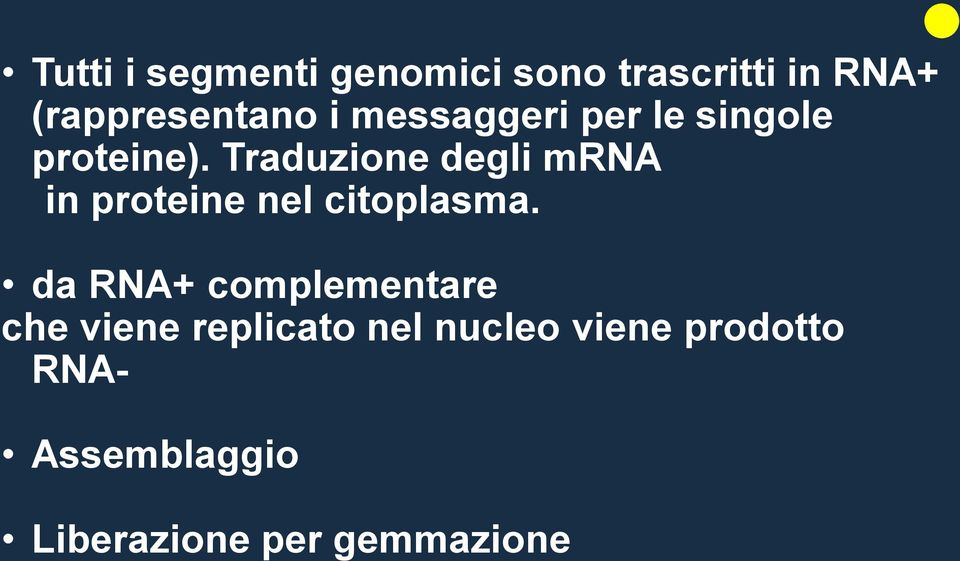 Traduzione degli mrna in proteine nel citoplasma.