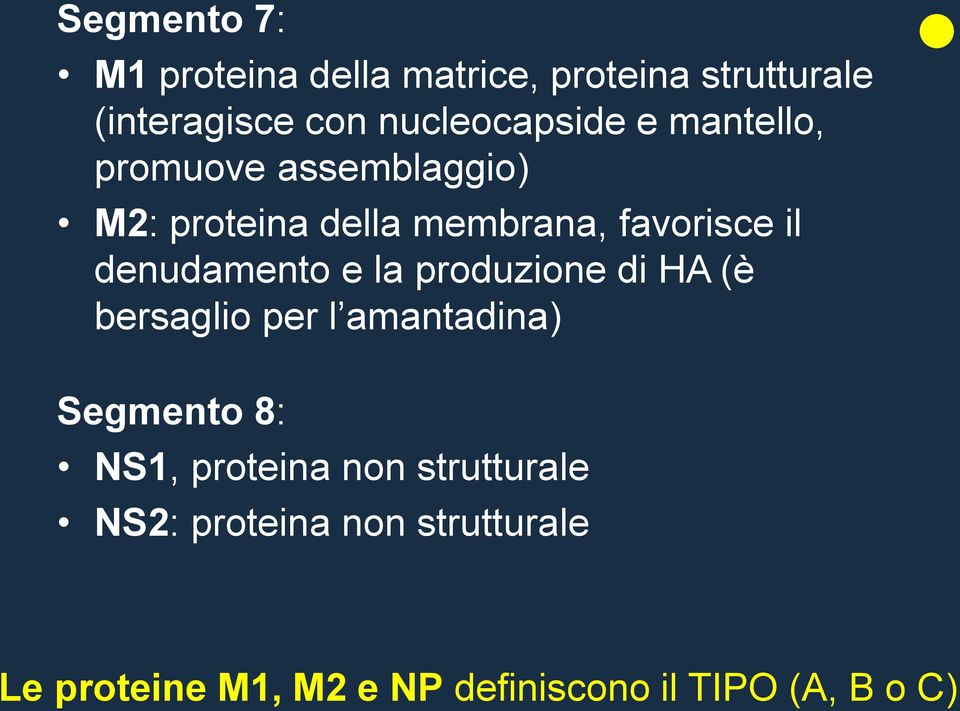 il denudamento e la produzione di HA (è bersaglio per l amantadina) Segmento 8: NS1,