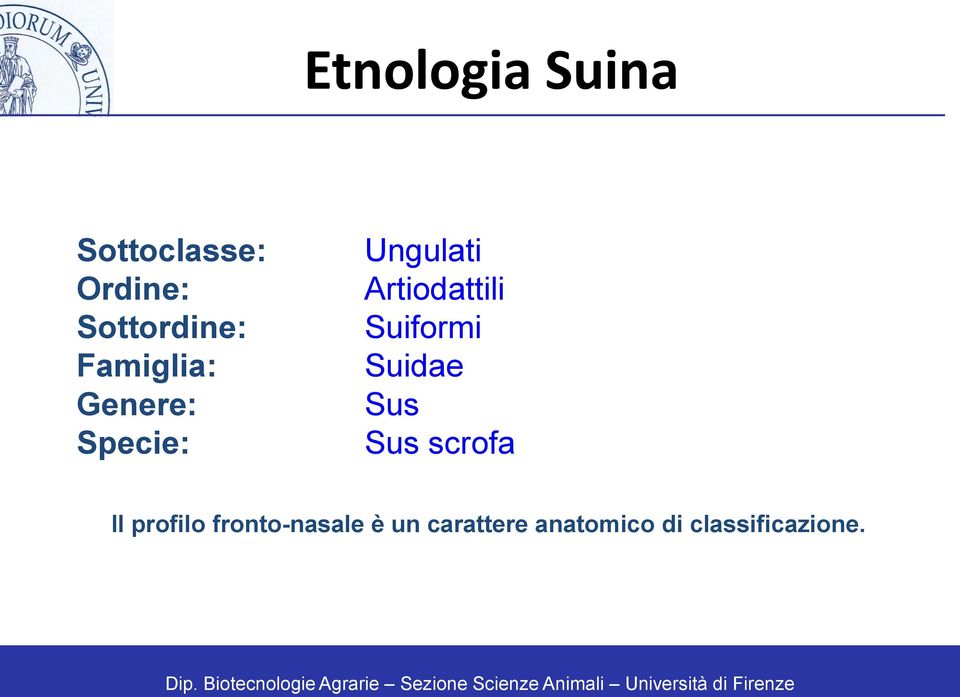 Suiformi Suidae Sus Sus scrofa Il profilo