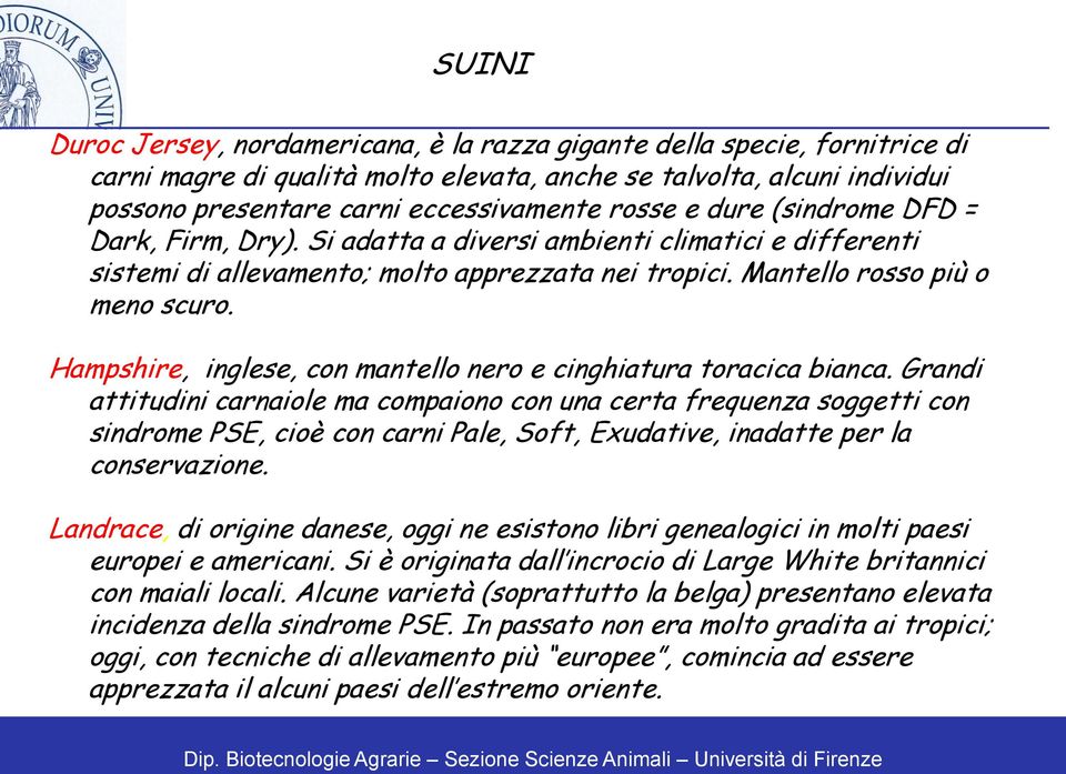 Hampshire, inglese, con mantello nero e cinghiatura toracica bianca.