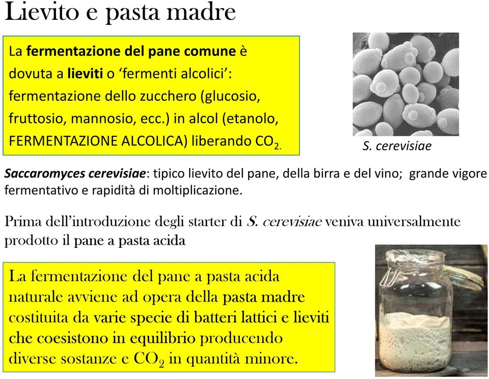 cerevisiae Saccaromycescerevisiae: tipico lievito del pane, della birra e del vino; grande vigore fermentativo e rapidità di moltiplicazione.