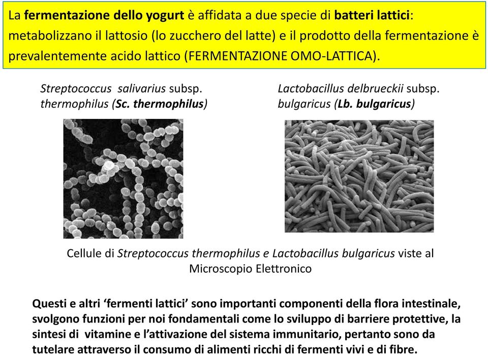 bulgaricus) Cellule di Streptococcusthermophiluse Lactobacillusbulgaricus viste al Microscopio Elettronico Questi e altri fermenti lattici sono importanti componenti della flora