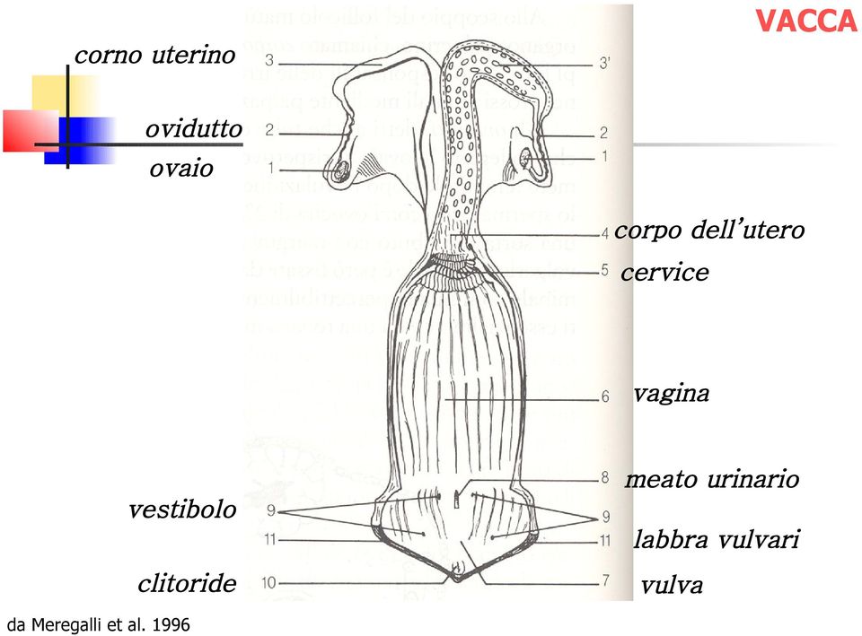 vestibolo clitoride meato urinario