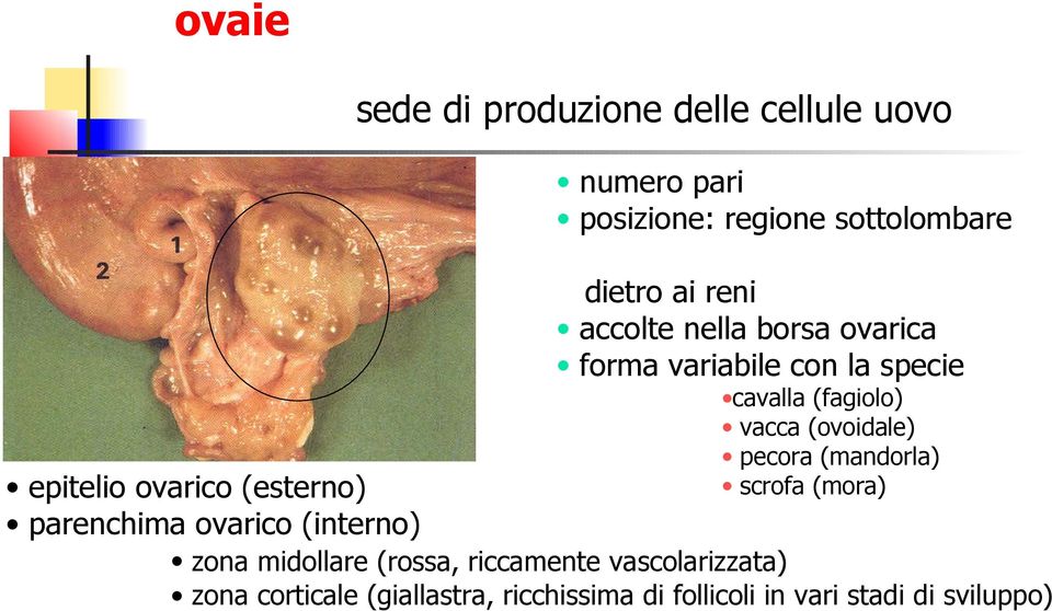 (mandorla) epitelio ovarico (esterno) scrofa (mora) parenchima ovarico (interno) zona midollare (rossa,