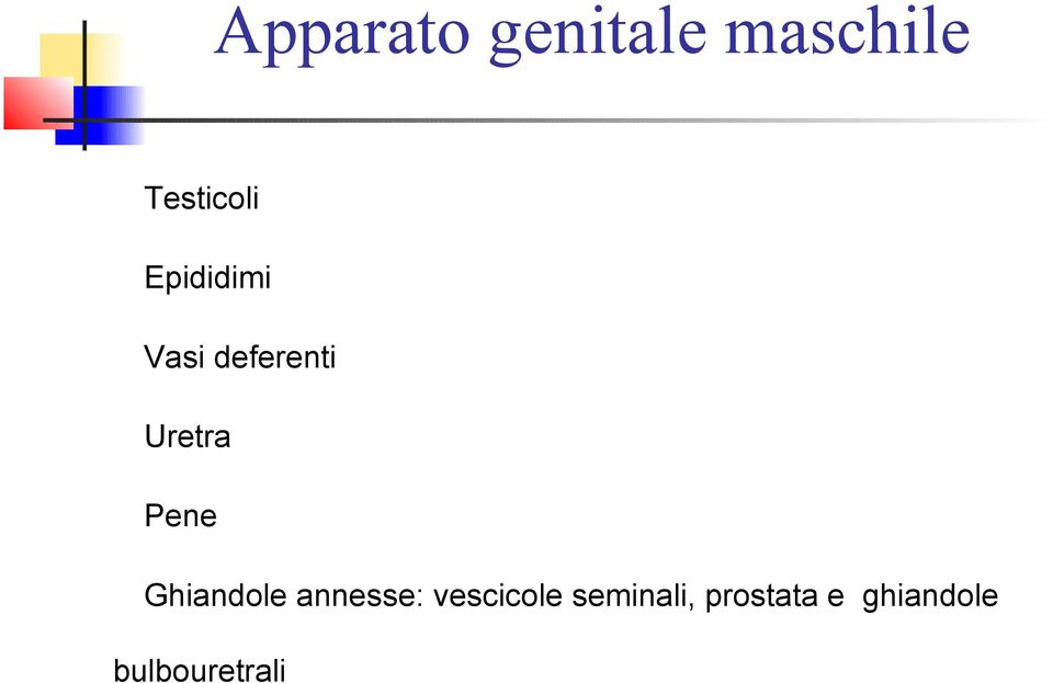 Ghiandole annesse: vescicole