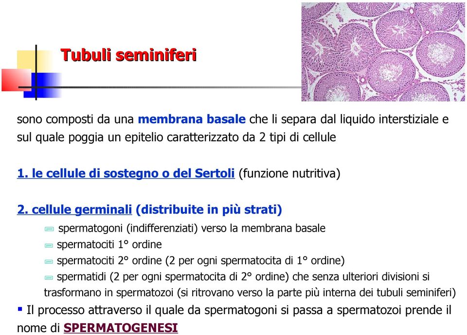 cellule germinali (distribuite in più strati) spermatogoni (indifferenziati) verso la membrana basale spermatociti 1 ordine spermatociti 2 ordine (2 per ogni spermatocita