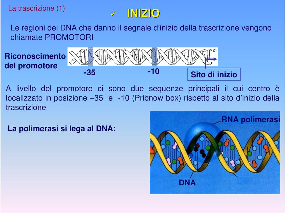 rispetto al sito d inizio della trascrizione La polimerasi si lega al DNA: INIZIO Le regioni del