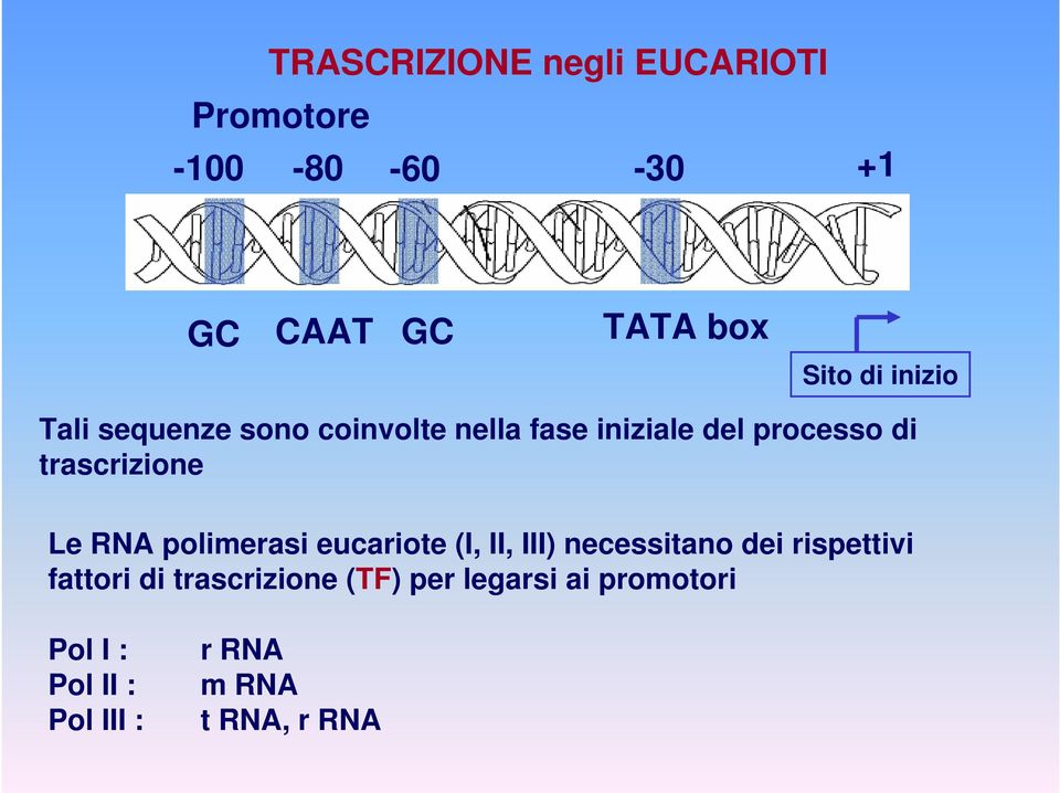 Le RNA polimerasi eucariote (I, II, III) necessitano dei rispettivi fattori di