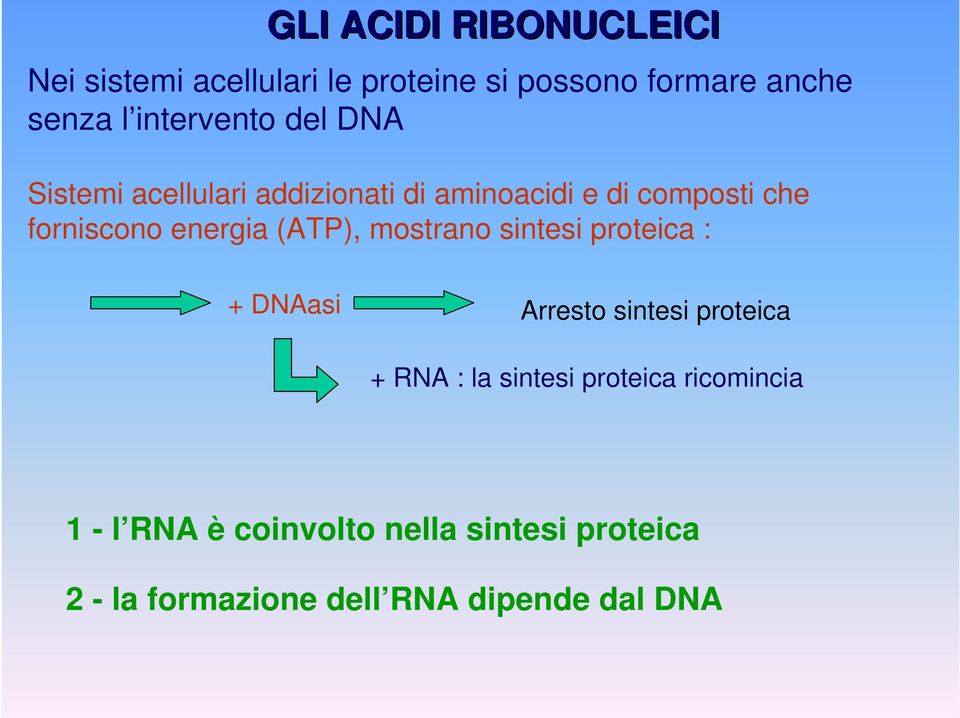 energia (ATP), mostrano sintesi proteica : + DNAasi Arresto sintesi proteica + RNA : la sintesi