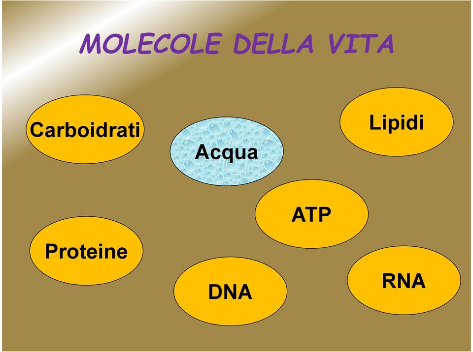 Acqua Lipidi ATP