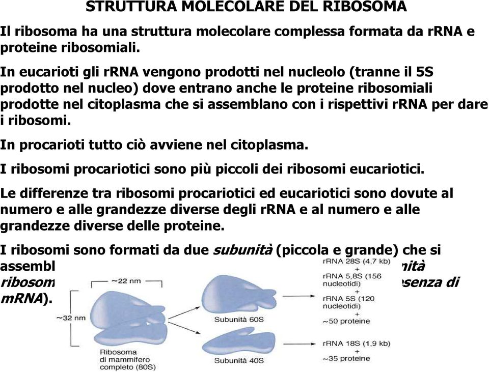 dare i ribosomi. In procarioti tutto ciò avviene nel citoplasma. I ribosomi procariotici sono più piccoli dei ribosomi eucariotici.