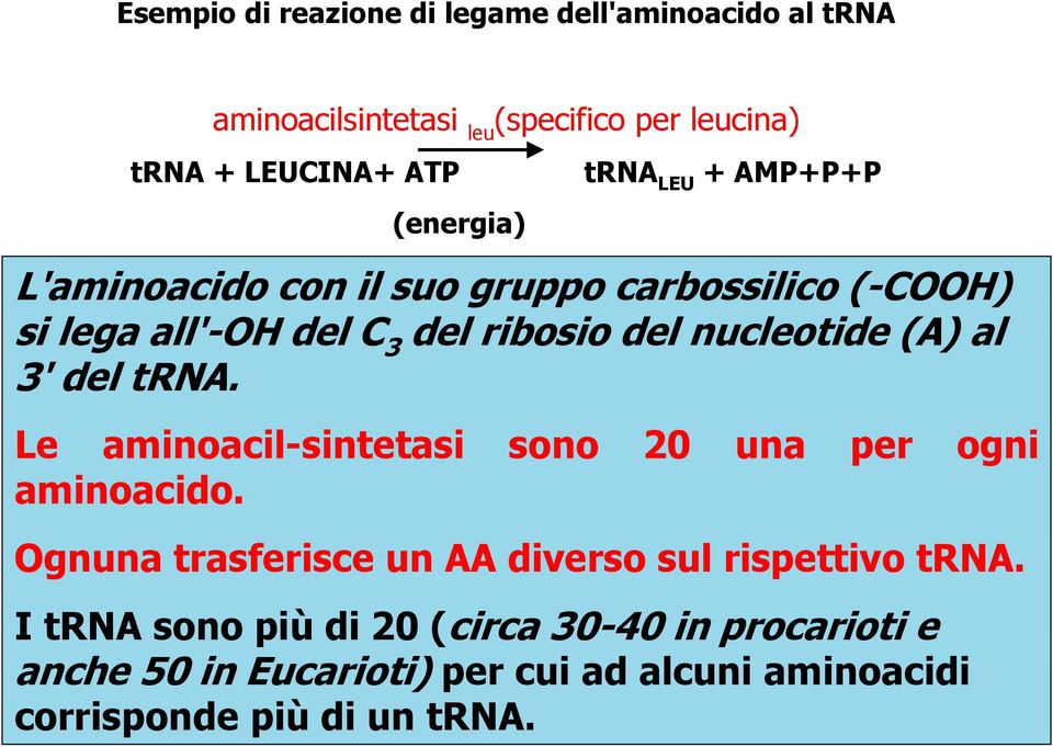 nucleotide (A) al 3' del trna. Le aminoacil-sintetasi aminoacido.