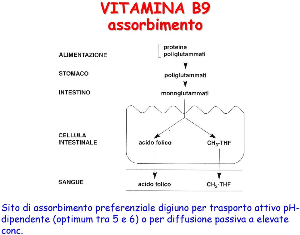 trasporto attivo phdipendente (optimum