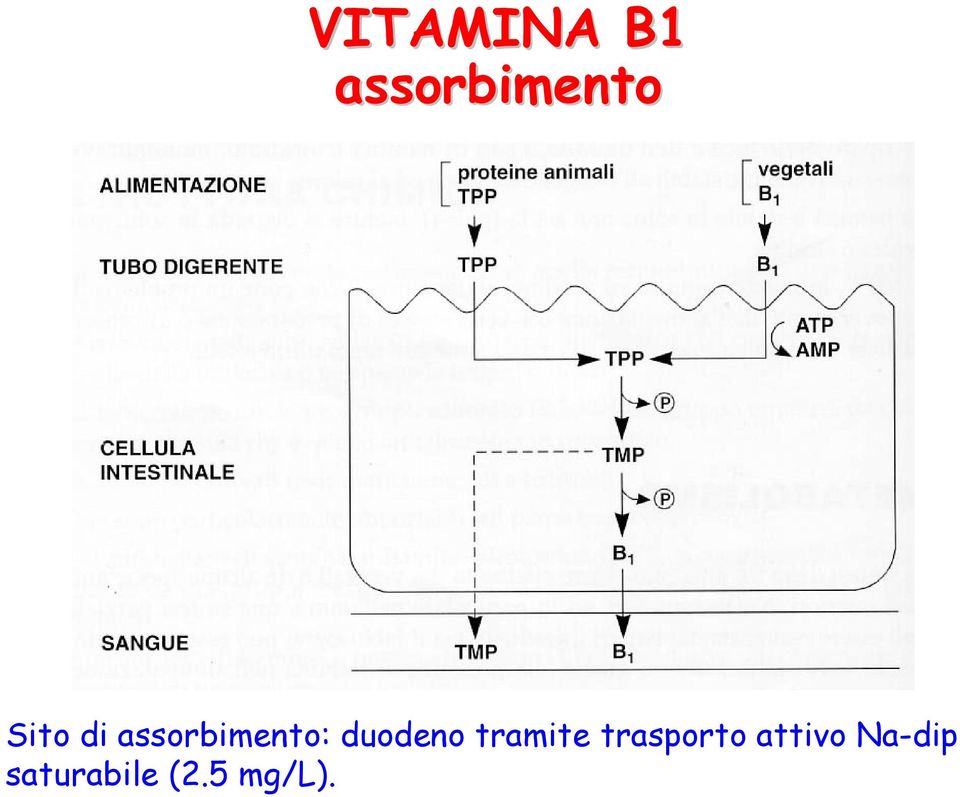 duodeno tramite trasporto