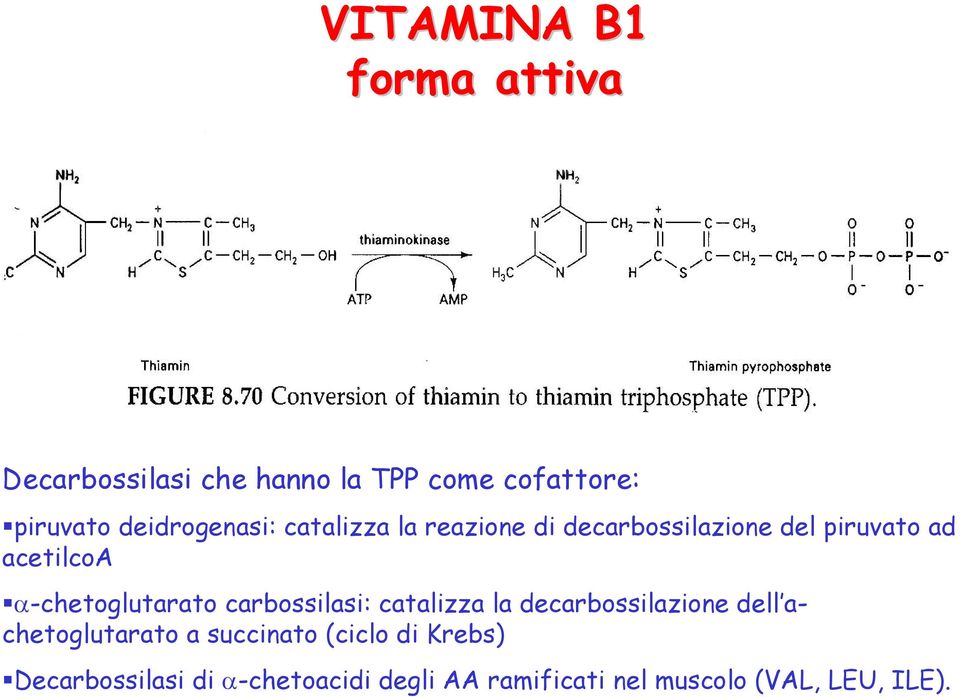 α-chetoglutarato carbossilasi: catalizza la decarbossilazione dell achetoglutarato a