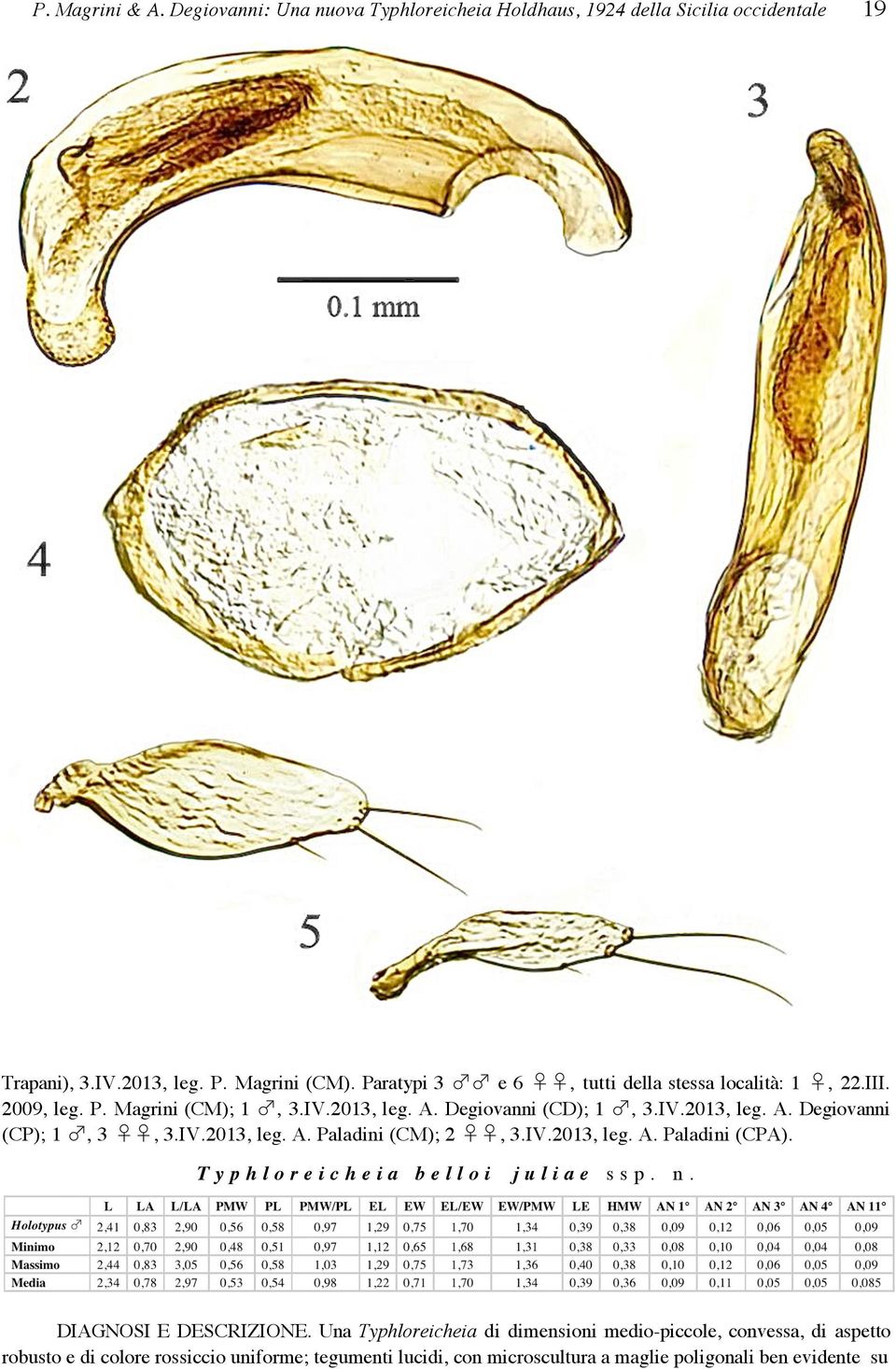 IV.2013, leg. A. Paladini (CM); 2, 3.IV.2013, leg. A. Paladini (CPA). Typhloreicheia belloi juliae ssp. n. DIAGNOSI E DESCRIZIONE.