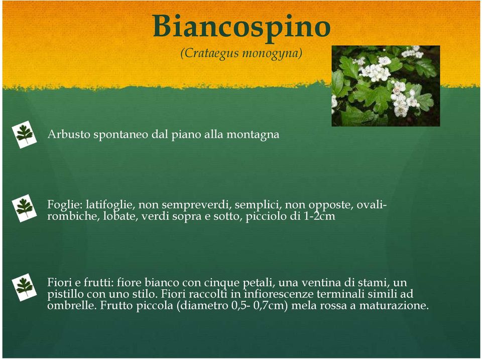 e frutti: fiore bianco con cinque petali, una ventina di stami, un pistillo con uno stilo.