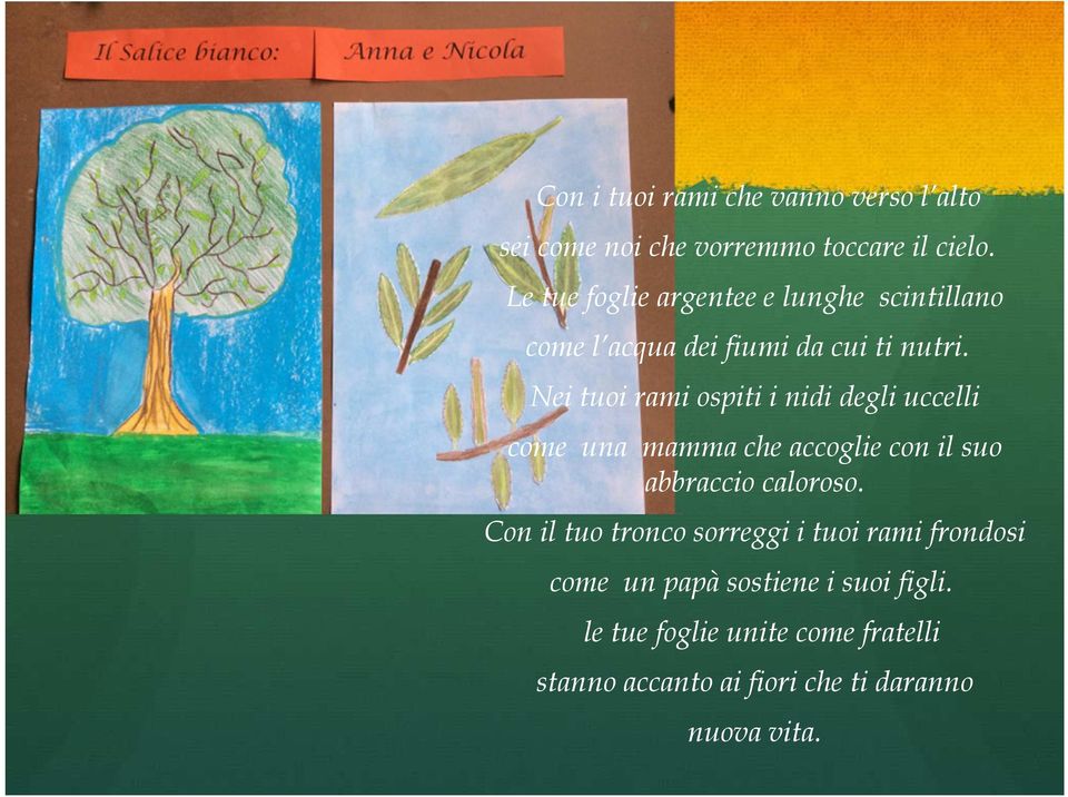 Nei tuoi rami ospiti i nidi degli uccelli come una mamma che accoglie con il suo abbraccio caloroso.