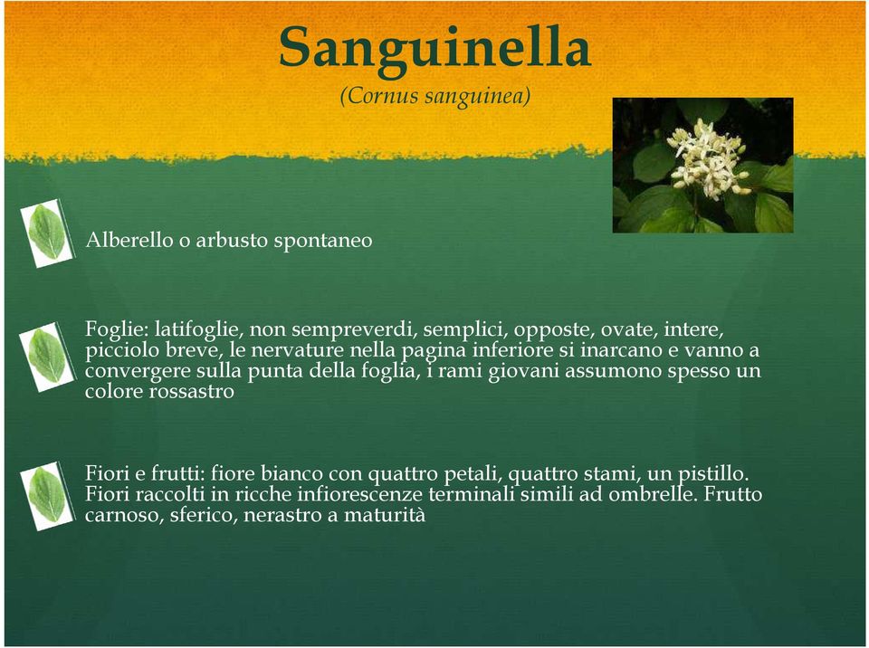 foglia, i rami giovani assumono spesso un colore rossastro Fiori e frutti: fiore bianco con quattro petali, quattro