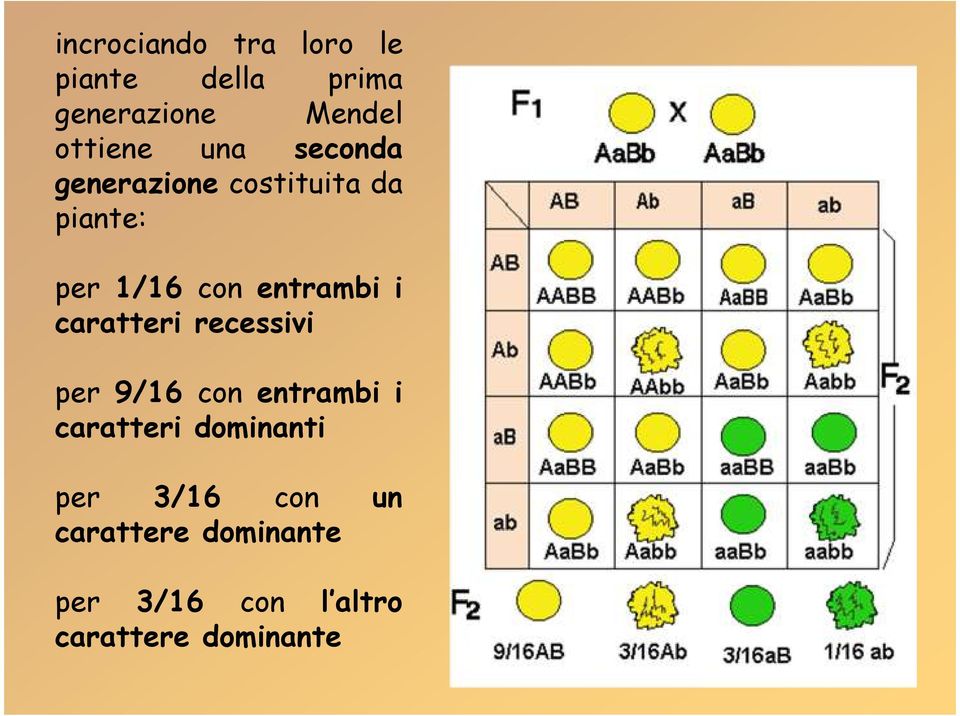 caratteri recessivi per 9/16 con entrambi i caratteri dominanti per