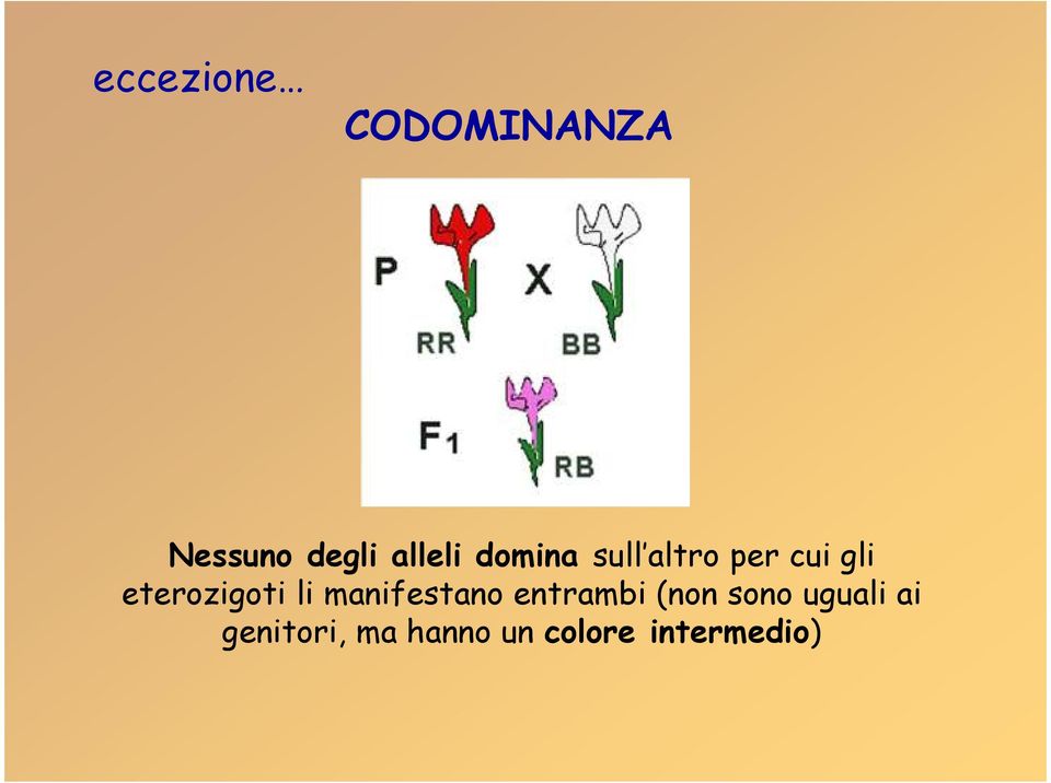 li manifestano entrambi (non sono uguali