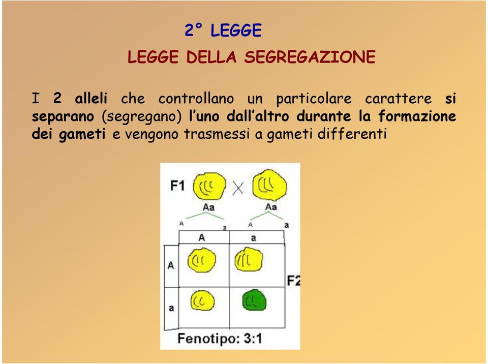 (segregano) l uno dall altro durante la