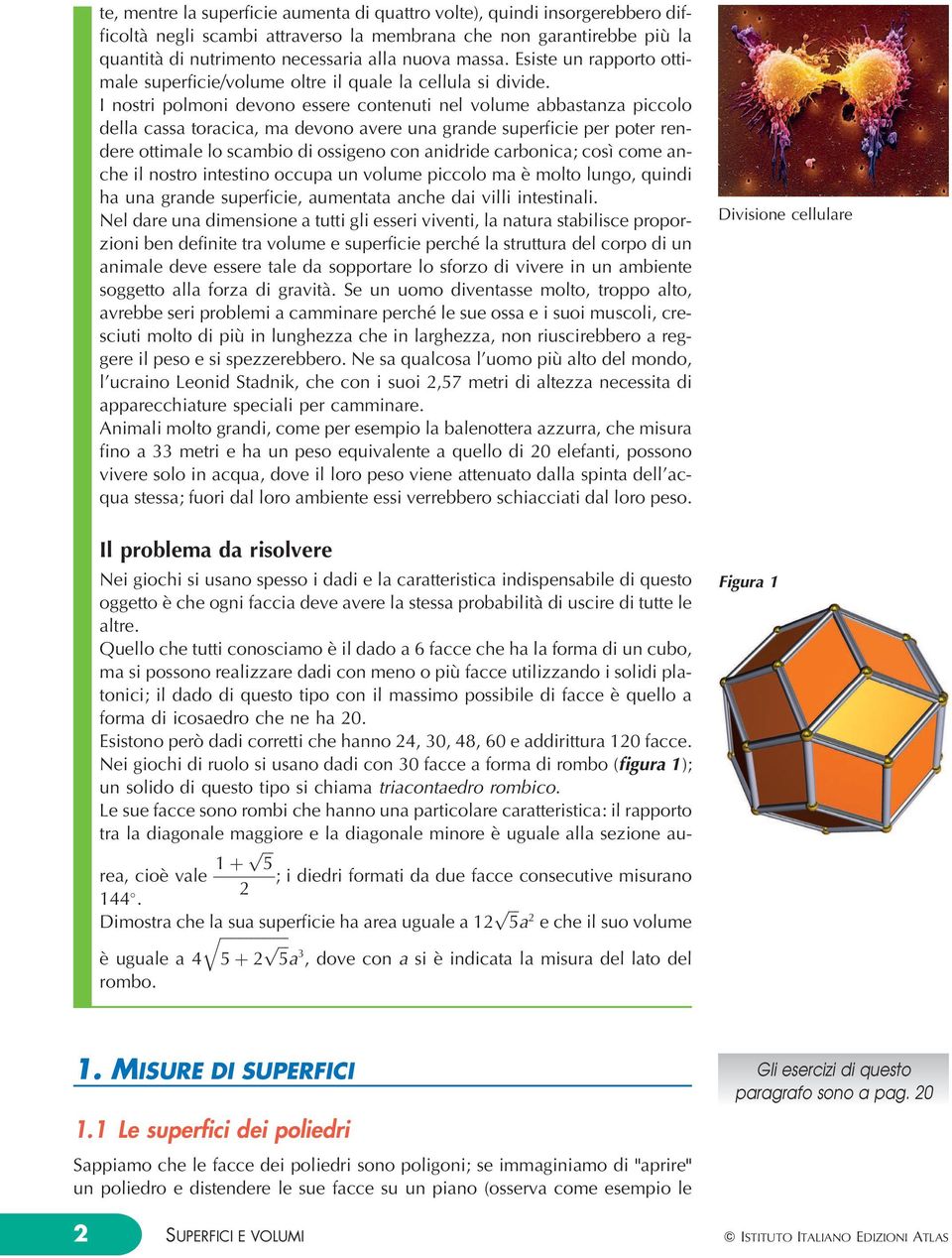 I nostri olmoni devono essere contenuti nel volume abbastanza iccolo della cassa toracica, ma devono avere una grande suerficie er oter rendere ottimale lo scambio di ossigeno con anidride carbonica;