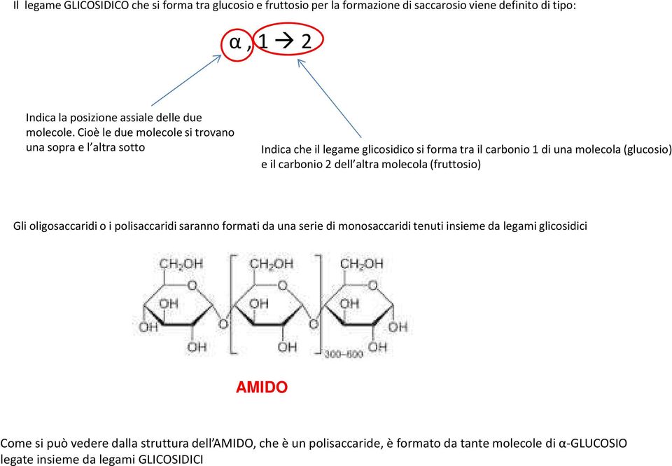 Cioè le due molecole si trovano una sopra e l altra sotto Indica che il legame glicosidico si forma tra il carbonio 1 di una molecola (glucosio) e il carbonio