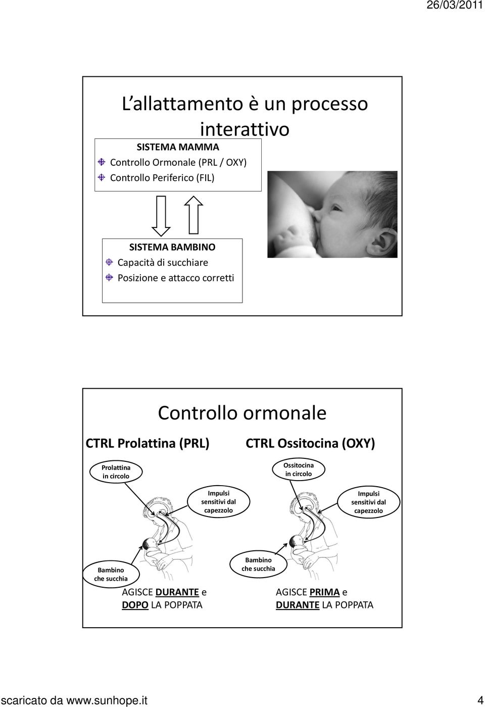 Prolattina in circolo Ossitocina in circolo Impulsi sensitivi dal capezzolo Impulsi sensitivi dal capezzolo Bambino che