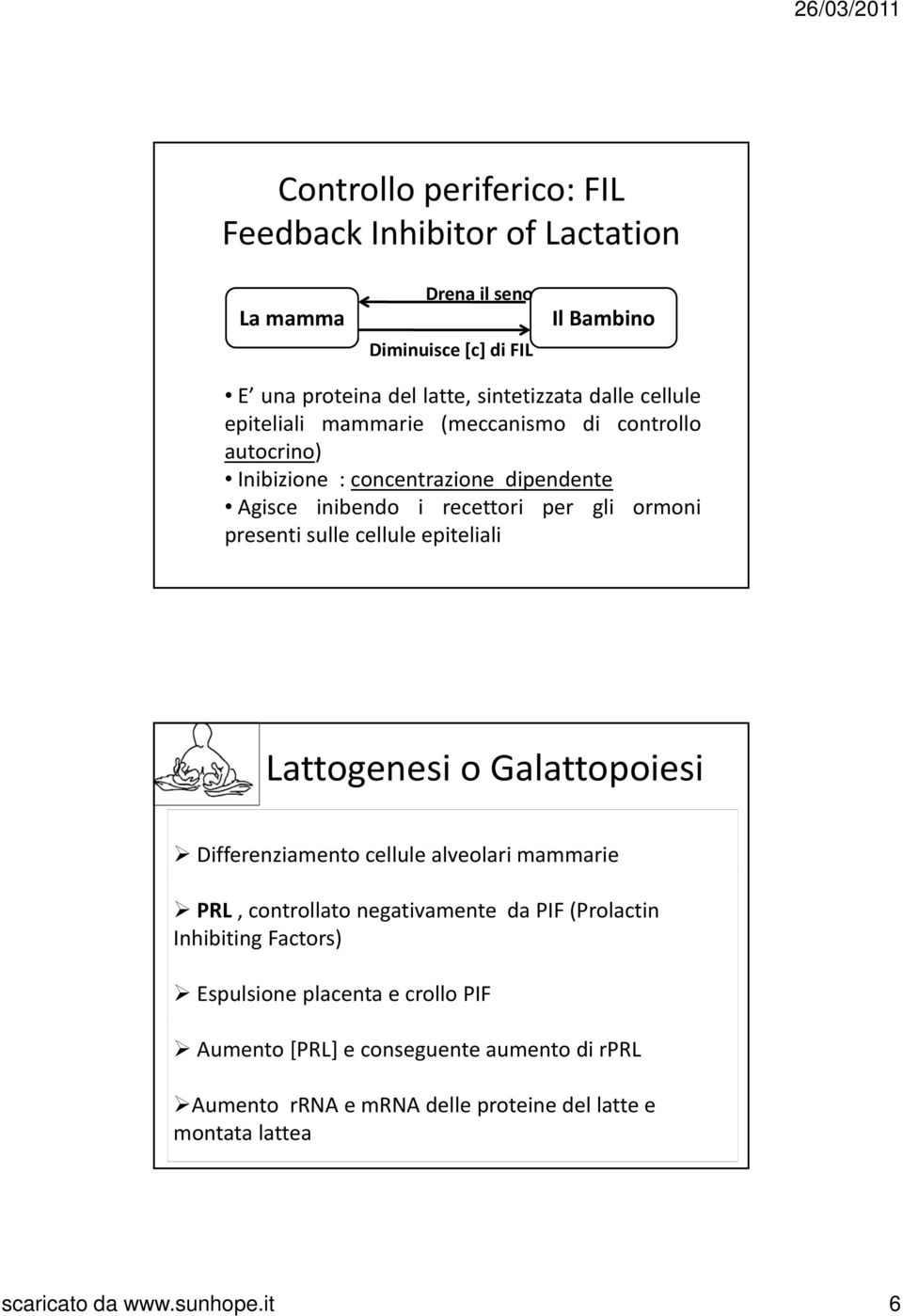 cellule epiteliali Lattogenesi o Galattopoiesi Differenziamento cellule alveolari mammarie PRL, controllato negativamente da PIF (Prolactin Inhibiting Factors)